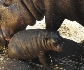 hipopótamo hijo